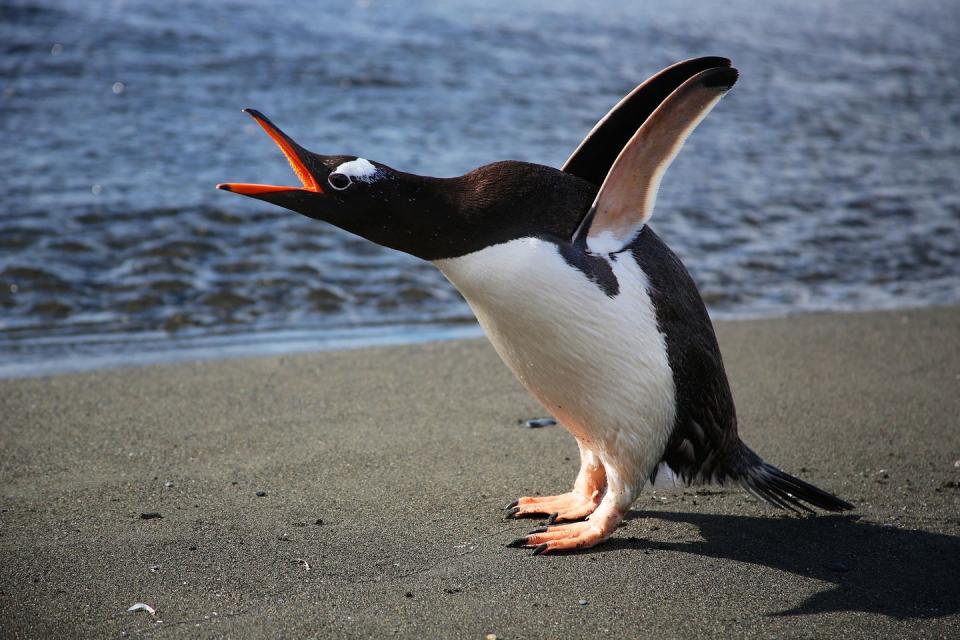 Couples locate each other with distinct calls.