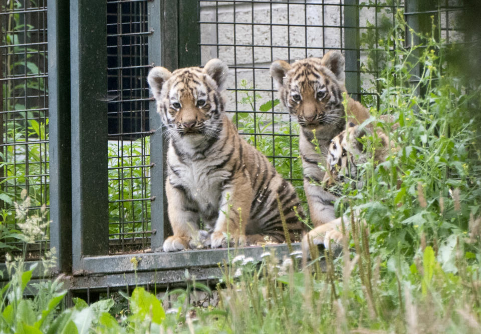 <p>Three Amur tiger cubs explore their outside enclosure for the first time at Highland Wildlife Park near Kingussie in the Highlands. Picture date: Monday July 26, 2021. (Photo by Jane Barlow/PA Images via Getty Images)</p>
