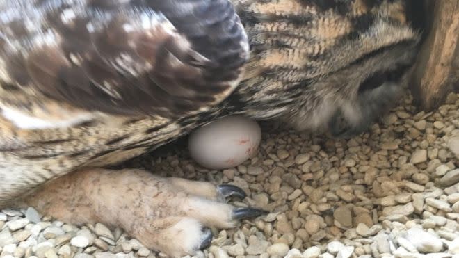 Kaln the eagle owl stunned keepers at Gloucester Barn Owl Centre after 'he' laid an egg. (Barn Own Centre)