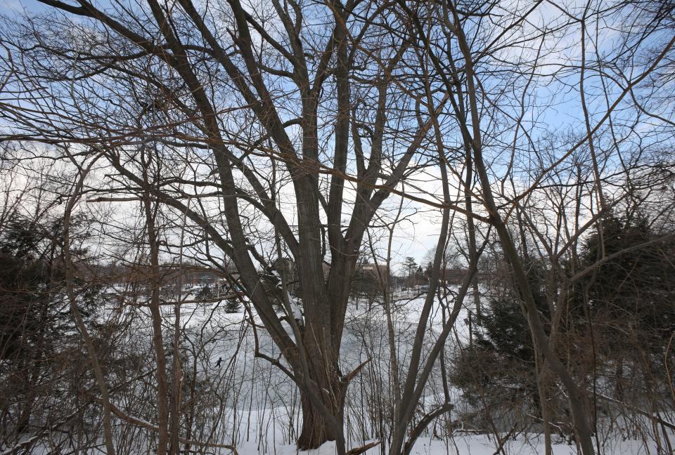 An older tree frames the skating pond in Highland Park near School 12 in Rochester Wednesday, Feb. 15, 2022.