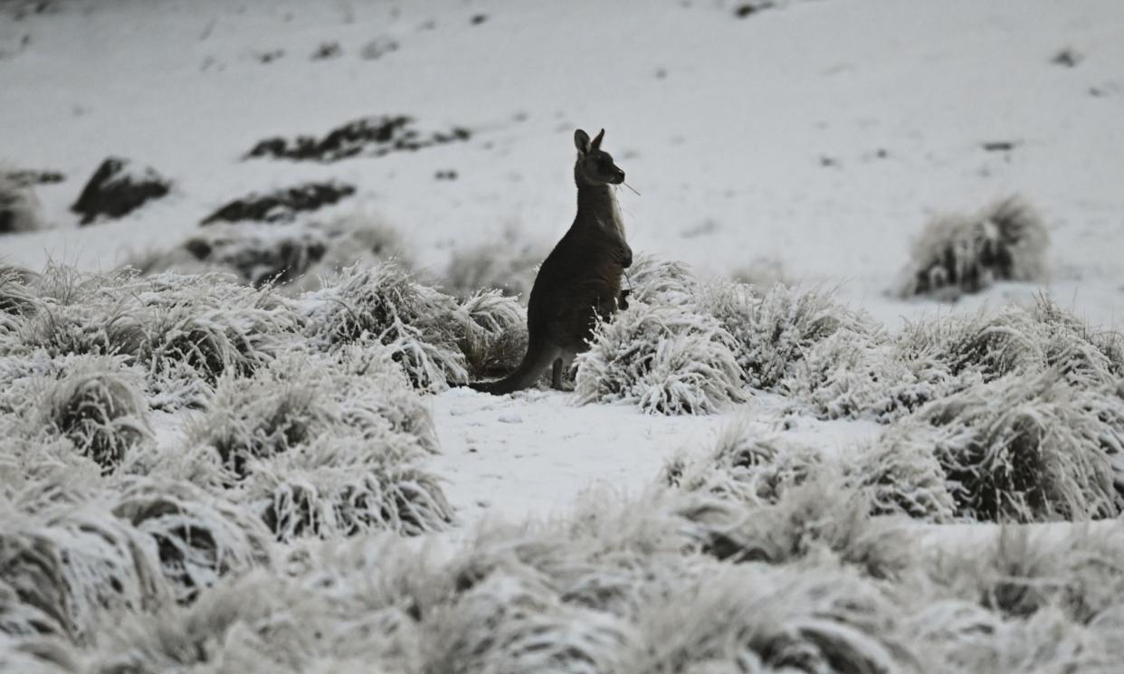 <span>Australia could lose 78% of its snow cover by the end of the century, a new German study has found.</span><span>Photograph: Lukas Coch/AAP</span>