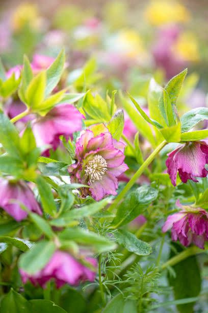 lenten rose