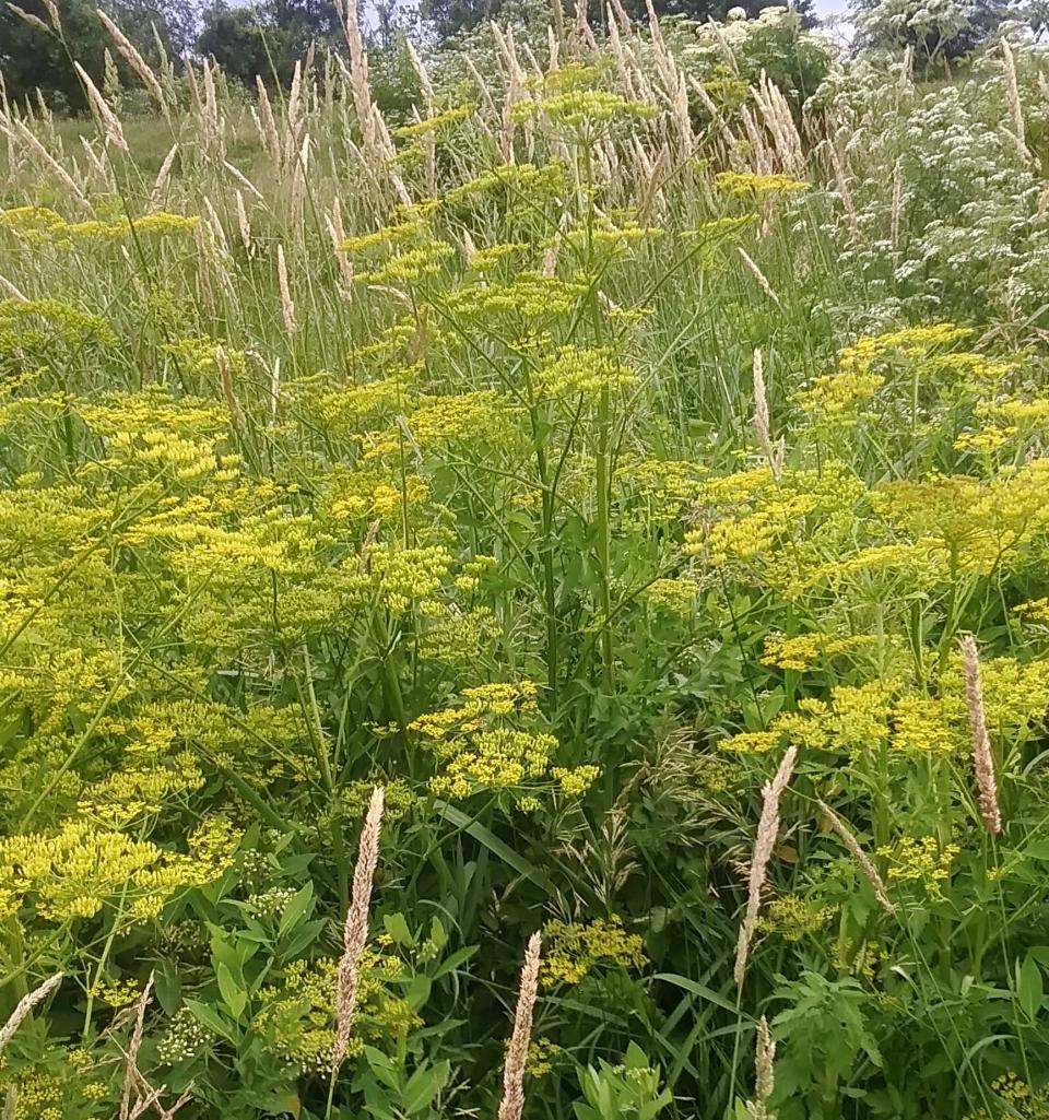 Wild parsnips is an invasive species that is becoming more numerous than the giant hogweed and poison hemlock.