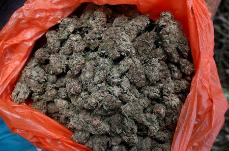 View of a bag of with marijuana harvested in the mountains of Tacueyo, Cauca, Colombia, February 10, 2016. Picture taken February 10, 2016. REUTERS /Jaime Saldarriaga