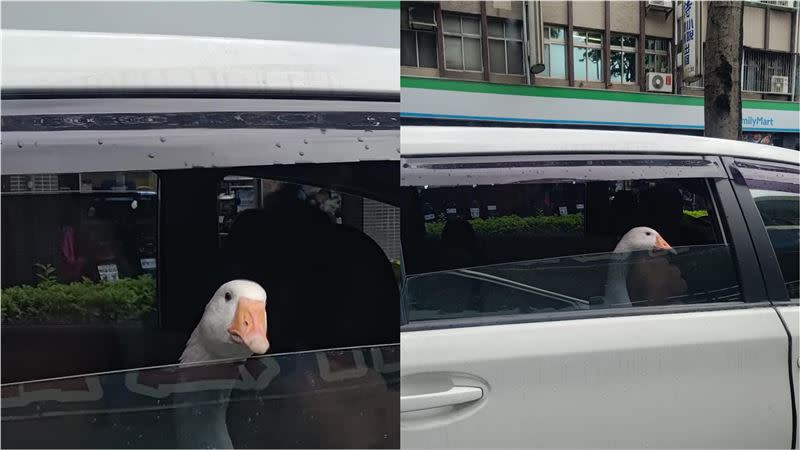 原PO發現白色轎車中真的有一隻鵝。（圖／翻攝自「路上觀察學院」）