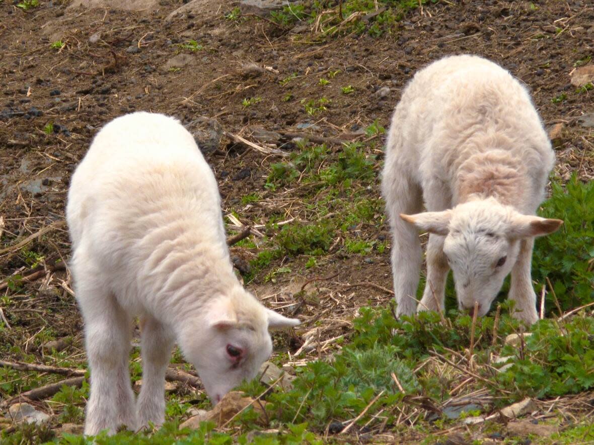 Lambs continue to be born at Frank Brown's farmland behind in house in Summerford. (Troy Turner/CBC - image credit)