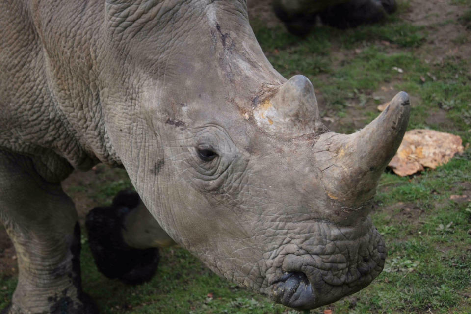 The four-year-old male white rhino called Vince is seen in this handout picture released by the Domaine de Thoiry (Thoiry zoo and wildlife park) on March 7, 2017. The four-year-old male white rhino called Vince was found dead in his enclosure by his keeper at the Thoiry zoo and wildlife park about 50 km (30 miles) west of Paris on Tuesday morning after an overnight break-in, the zoo said. Poachers broke into a French zoo, shot dead a rare white rhinoceros and sawed off its horn in what is believed to be the first time in Europe that a rhino in captivity has been attacked and killed. Arthus Boutin /Domaine de Thoiry/Handout via REUTERS THIS IMAGE HAS BEEN SUPPLIED BY A THIRD PARTY. FOR EDITORIAL USE ONLY. NO RESALES. NO ARCHIVES