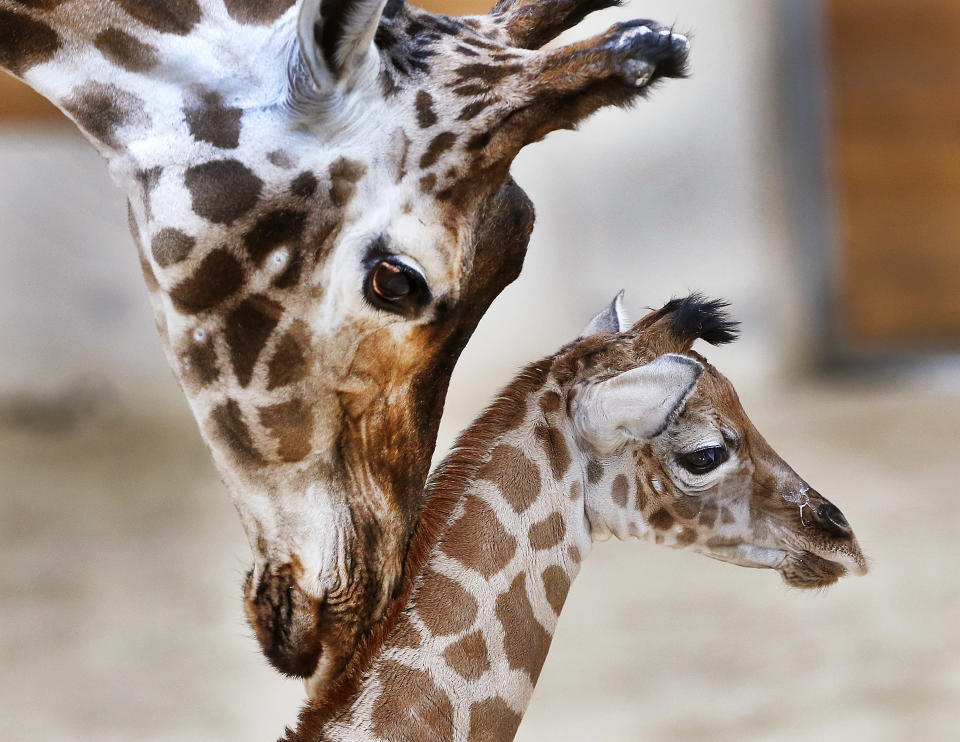 <p>A 3-day-old giraffe, Kimara, is nuzzled by its mother, Katharina, during its first way out in the Opel Zoo in Kronberg near Frankfurt, Germany, Jan. 3, 2017. (Photo: Michael Probst/AP) </p>