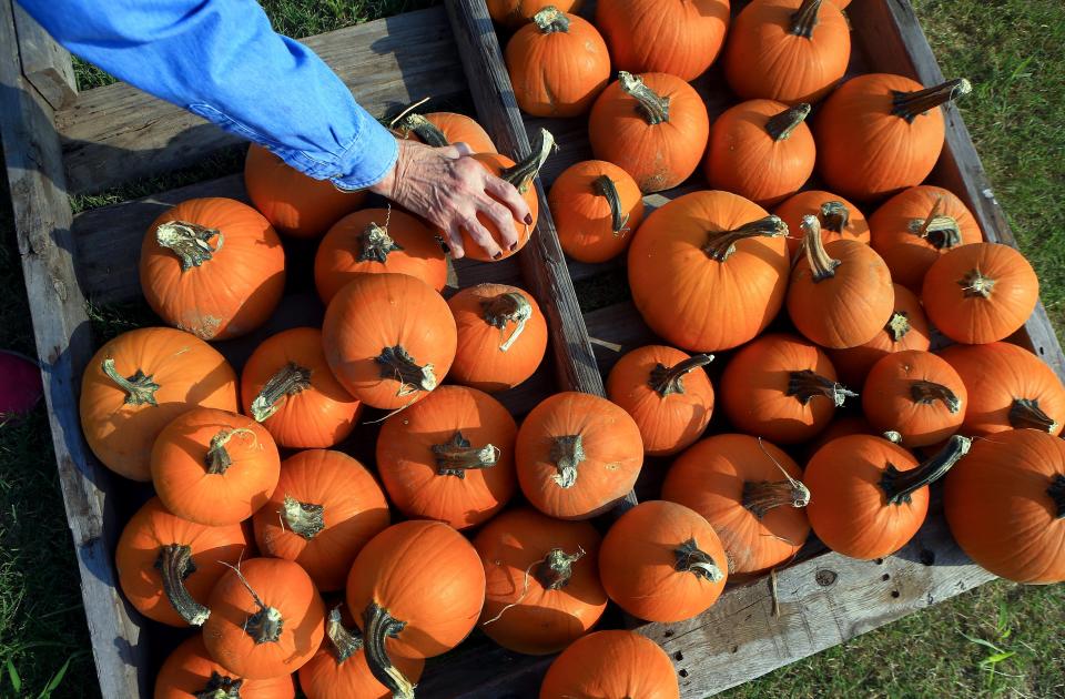 A person reaches for a pumpkin at a Corpus Christi pumpkin patch.