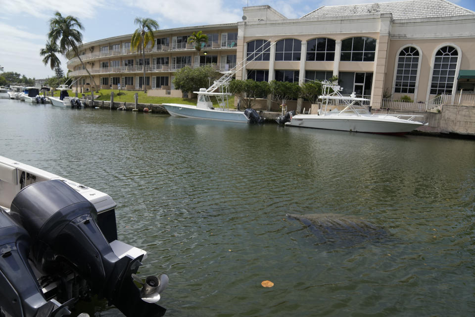 A manatee swims in a canal, Wednesday, Feb. 16, 2022, in Coral Gables, Fla. The round-tailed, snout-nosed animals popular with locals and tourists have suffered a major die-off because their preferred seagrass food source is disappearing due to water pollution from agricultural, urban, septic tank and other sources. (AP Photo/Rebecca Blackwell)