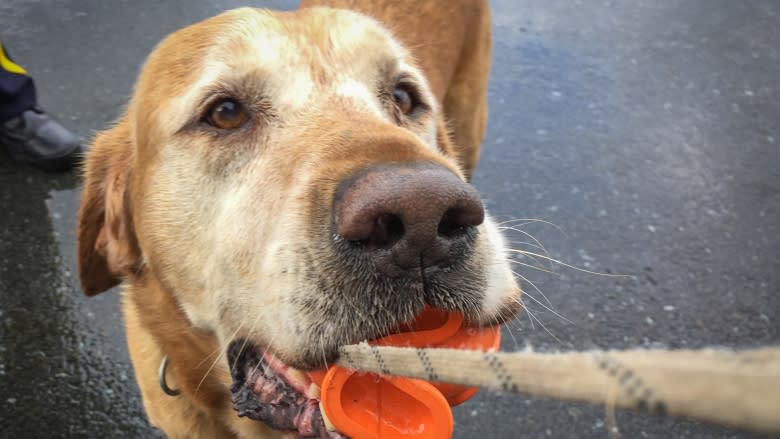 Police dogs on the front lines of fight against fentanyl