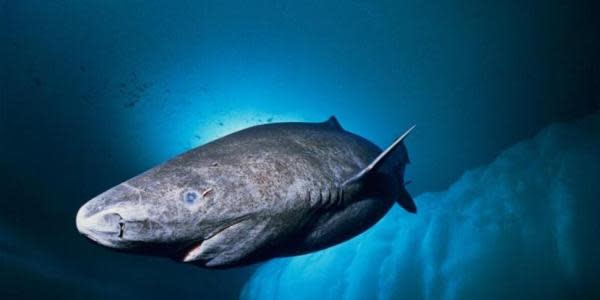 Encuentran tiburón del Ártico en aguas cálidas de Belice 