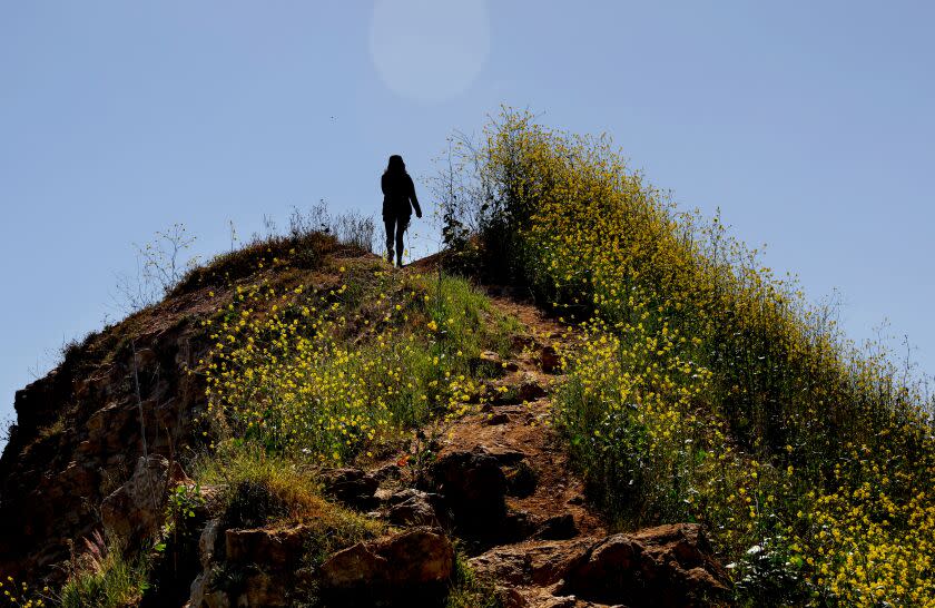 RANCHO PALOS VERDES-CA-MAY 1, 2023: Pedestrians walk amongst the wildflowers in Rancho Palos Verdes on May 1, 2023. (Christina House / Los Angeles Times)