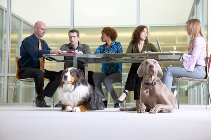 Un ufficio “pet friendly” (Getty)