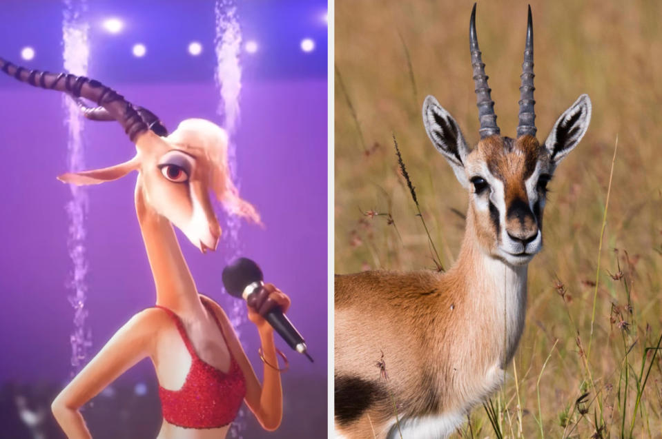 Gazelle holding a microphone and a Thomson's gazelle in the grass