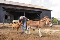 Lisa Moad, owner of Seven Oaks Farm, pets her miniature horse and miniature donkey on Tuesday, Aug. 6, 2024, in Hamilton, Ohio. (AP Photo/Emilee Chinn)