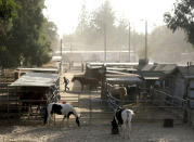 Santa Ana winds blow through a horse stable in Chatsworth, Calif., next to Stoney Peak Park on Topanga Canyon Blvd. on Thursday, Oct. 10, 2019. (Dean Musgrove/The Orange County Register via AP)