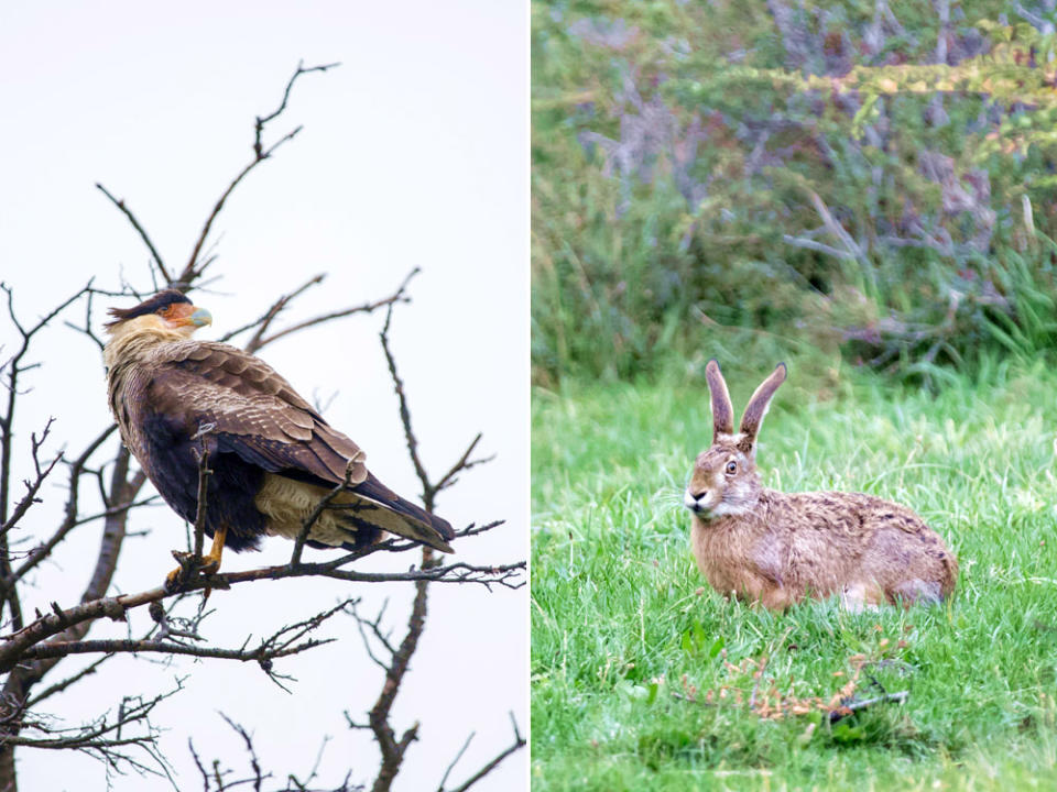 The southern crested caracara (left) will prey on a wild hare (right) if the opportunity arises.