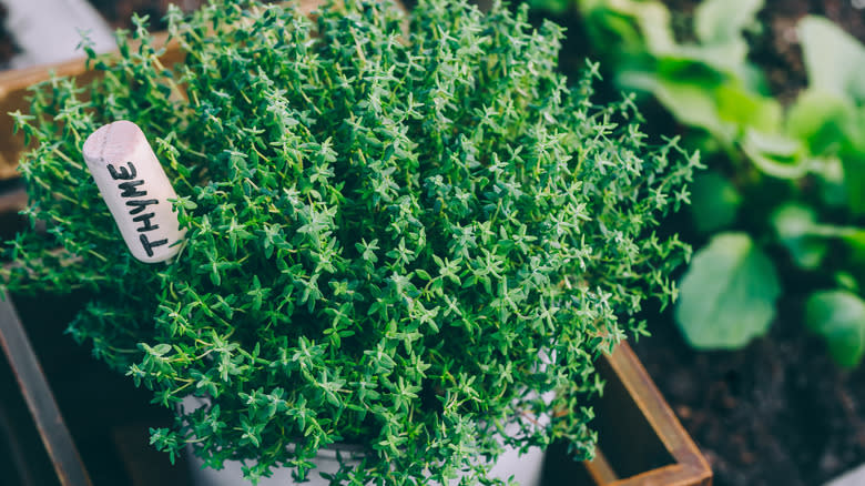 Thyme growing in pot