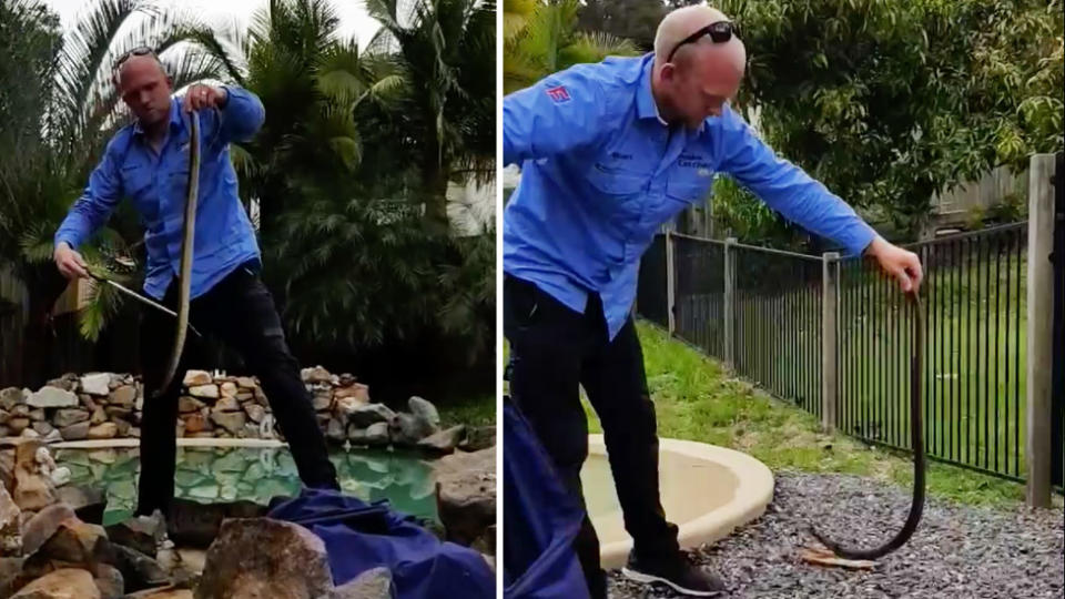 Snake catcher Stuart McKenzie removes the deadly brown from the pool before relocating it. Image: Facebook/The Snake Catcher 24/7 – Sunshine Coast