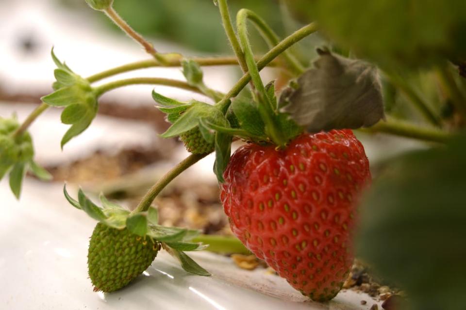 <div class="inline-image__caption"><p>Vertical farms are proving capable of producing most kinds of popular produce. Here, Aerofarms shows off its strawberries. </p></div> <div class="inline-image__credit">Andy Hirschfeld</div>