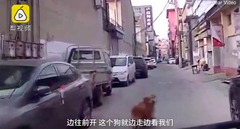 The golden retriever in Yuncheng, Shanxi Province, appears to look back toward the vehicle a number of times to make sure it is still behind it. Source: Pear Video