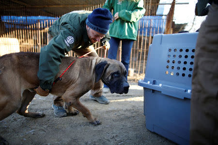 Rescue workers from Humane Society International rescue a dog at a dog meat farm in Wonju, South Korea, January 10, 2017. REUTERS/Kim Hong-Ji