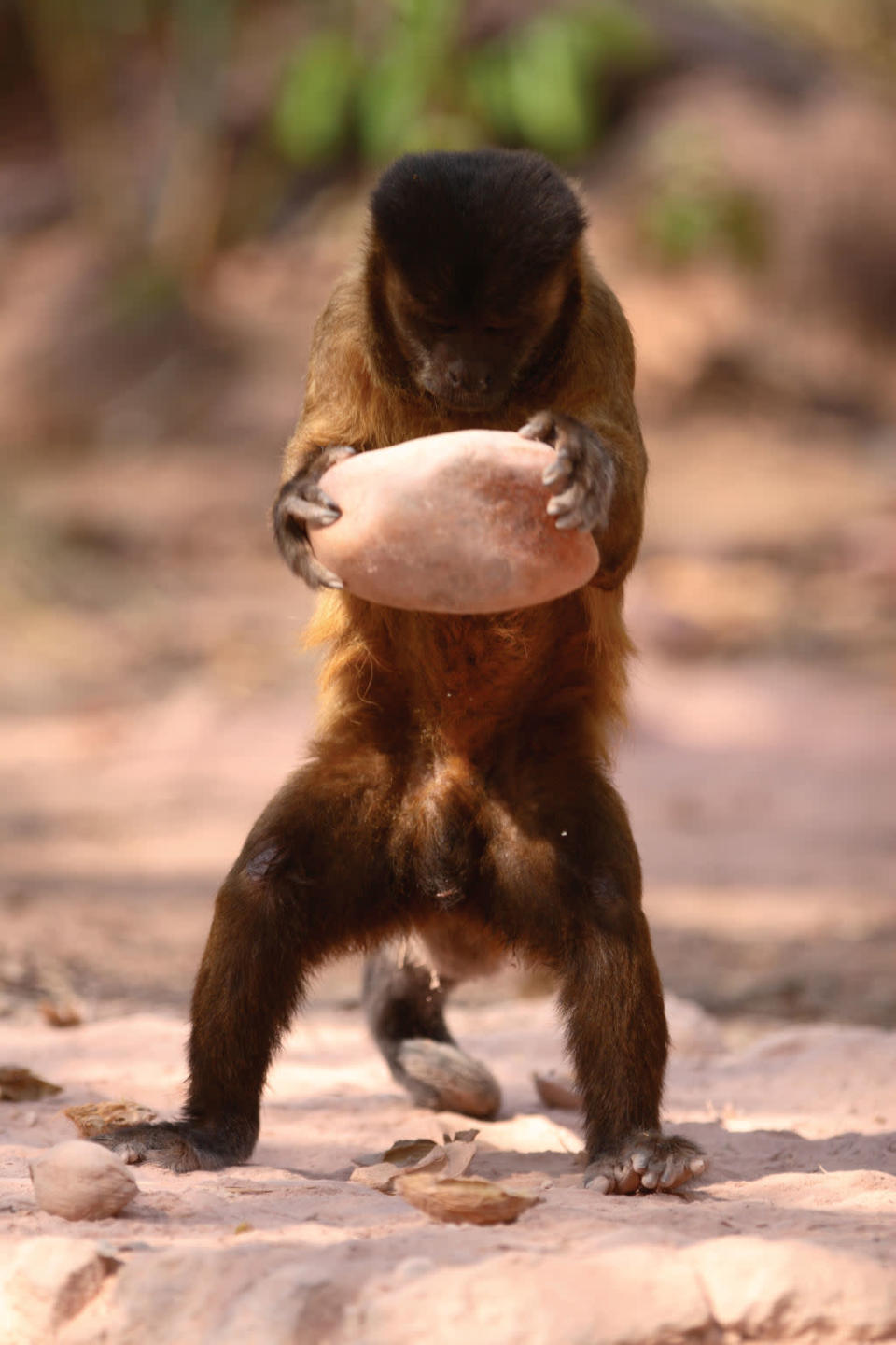 Braune Kapuzineräffchen<br><br> Boa Vista, Brasilien © Simon Blakeney © Paramount Pictures