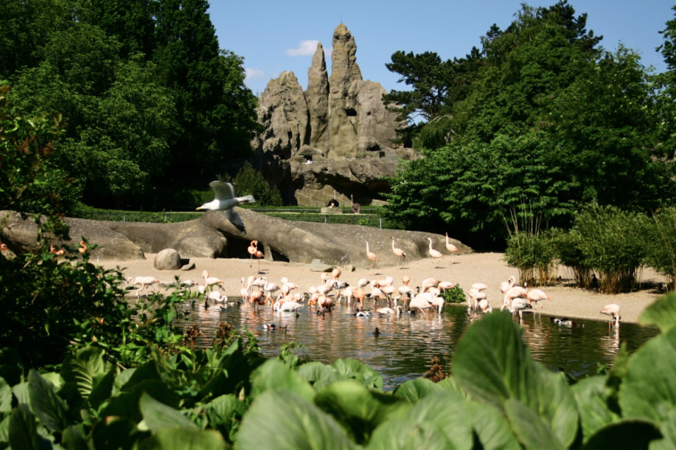 位於德國漢堡的海根貝克動物園（Tierpark Hagenbeck），是世界上第一個以人造「自然實景」的方式展示動物的動物園，取代了以往的柵欄、籠舍的展示形式。人們只需佔據一個視點，即可從近到遠地看到以假山、水池、人造沙漠區隔了多種動物在「不同的自然棲息地」的樣貌。圖片來源：flickr@Chrstian Stock（CC BY 2.0）