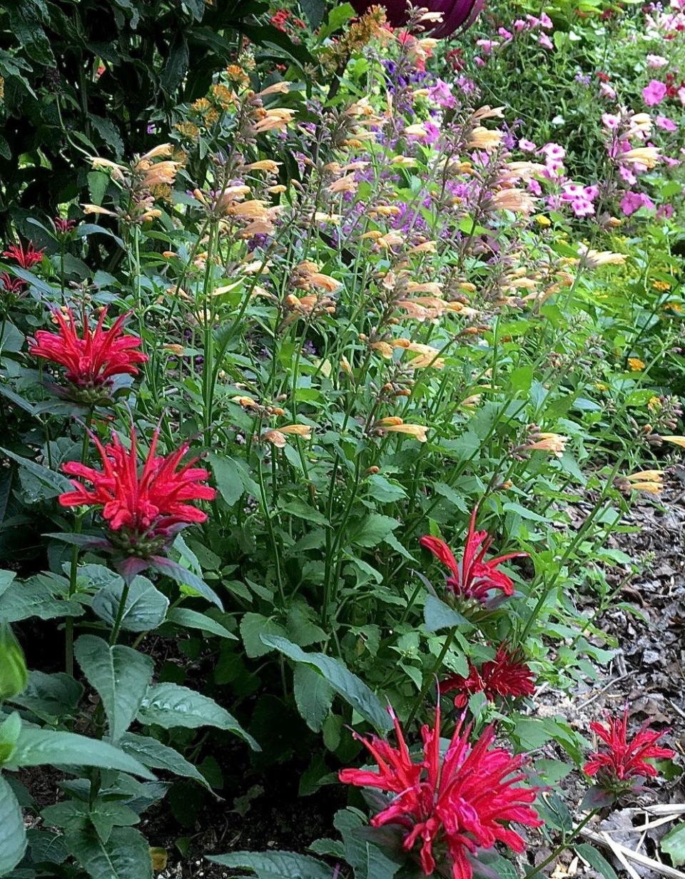 Upscale Red Velvet bee balm makes its debut in 2023. Here it is in early May with Meant to Bee Queen Nectarine agastache.