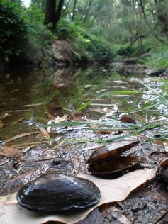 W. carteri in a stream