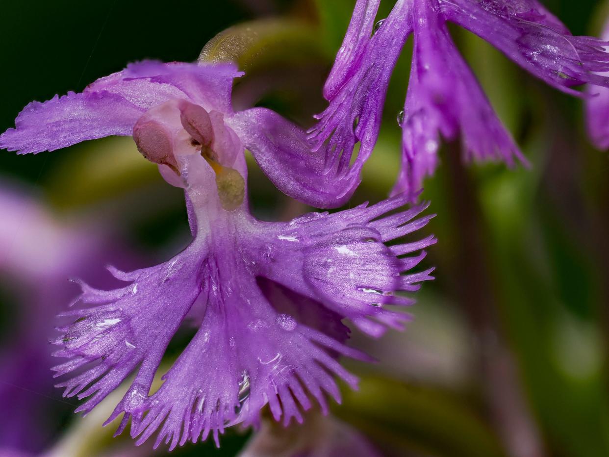 Purple fringed bog orchid