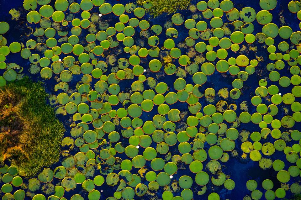 The Pantanal is the world's largest floodplain - getty