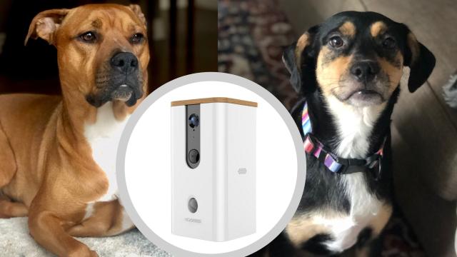 DOGNESS Pet Treat Dispenser with Camera