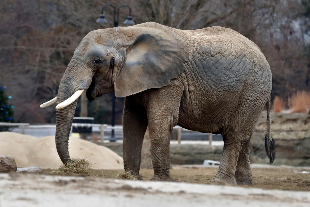 Brittany is one of the three elephants who live at the Milwaukee County Zoo.