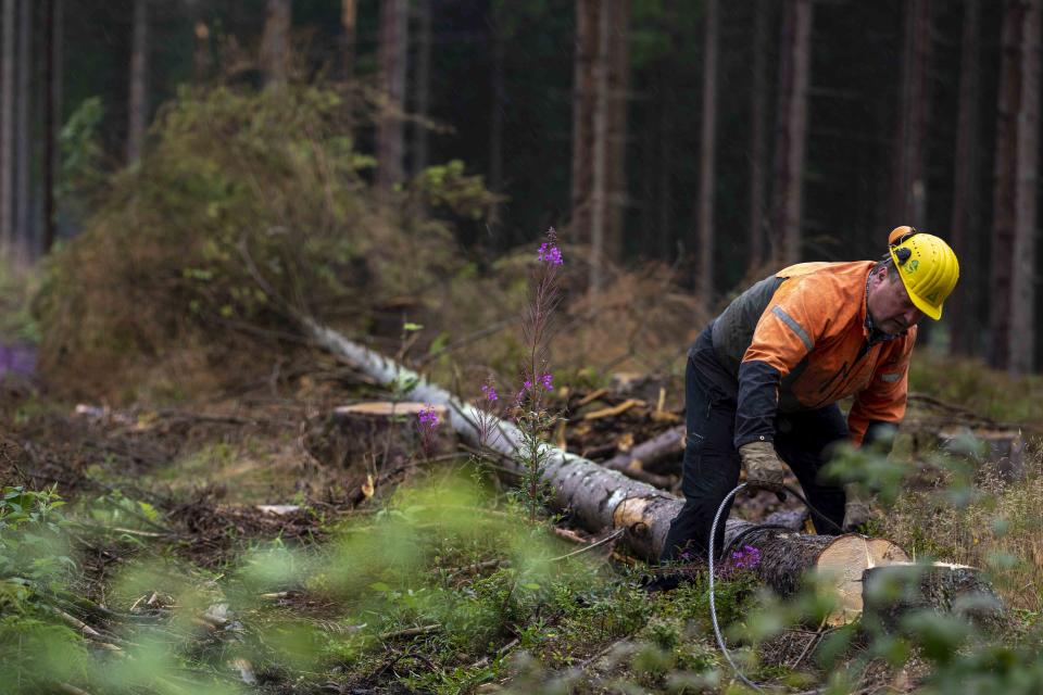 Forest contractor Heiner Schulte removes a felled tree infested with bark beetles in a forest of Lower-Saxony state forests at the Harz mountains near Clausthal-Zellerfeld, Germany, Thursday, July 27, 2023. The tiny insects have been causing outsized devastation to the forests in recent years, with officials grappling to get the pests under control before the spruce population is entirely decimated. (AP Photo/Matthias Schrader)