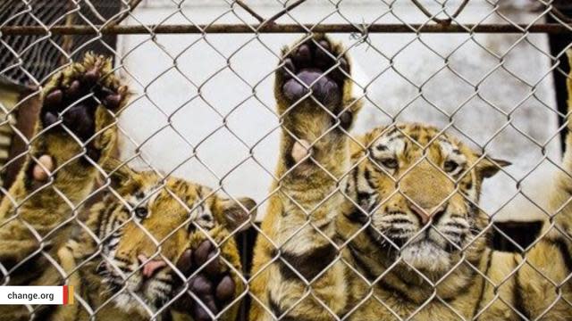 Chinese Tigers Being Farmed In Horrific Conditions To Make Aphrodisiac Wine