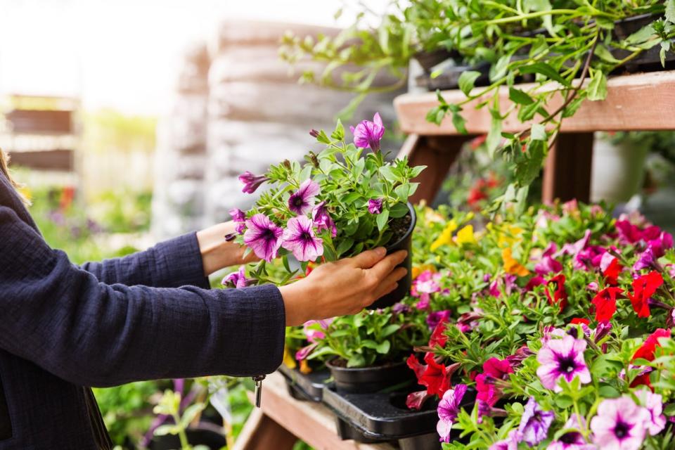 Person picking up a colorful potted flower among other colorful potted flowers at a garden nursery.