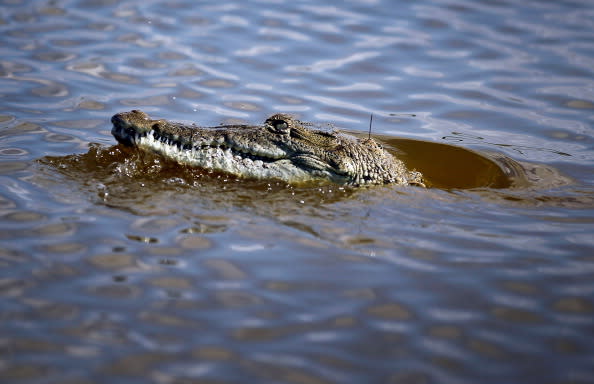 A crocodile is seen in a canal near the Florida Power & Light's Turkey Point Nuclear Power Plant where they protect the crocodile and conduct research by counting their nests annually to record population changes June 28, 2012 near Florida City, Florida. Wasilewski, a biologist, studies the reptile and helps in developing and constructing the American crocodile nesting habitat near the power plant. The American crocodile had been on the endangered species list but has been taken off that list and put on the threatened list. With the success of the program to help save the crocodile their populations around developed areas will continue to grow which means that there may be more encounters between humans and the reptile. (Photo by Joe Raedle/Getty Images)
