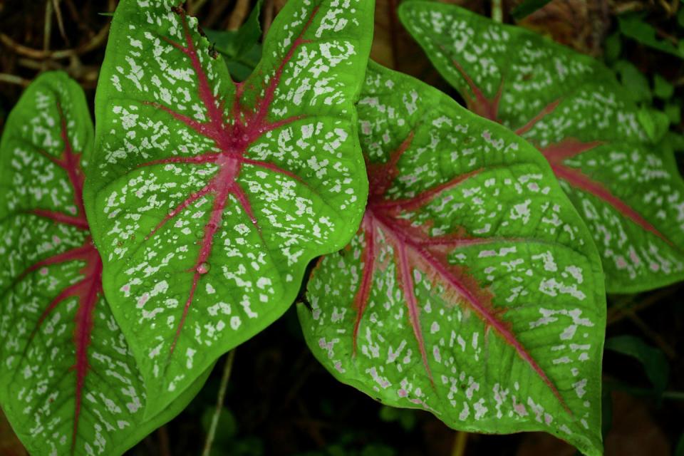 how to grow caladiums heart of jesus angel's wings caladium w raindrops