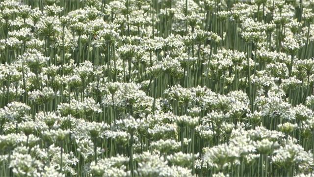 桃園大溪韭菜花田九月雪美不勝收