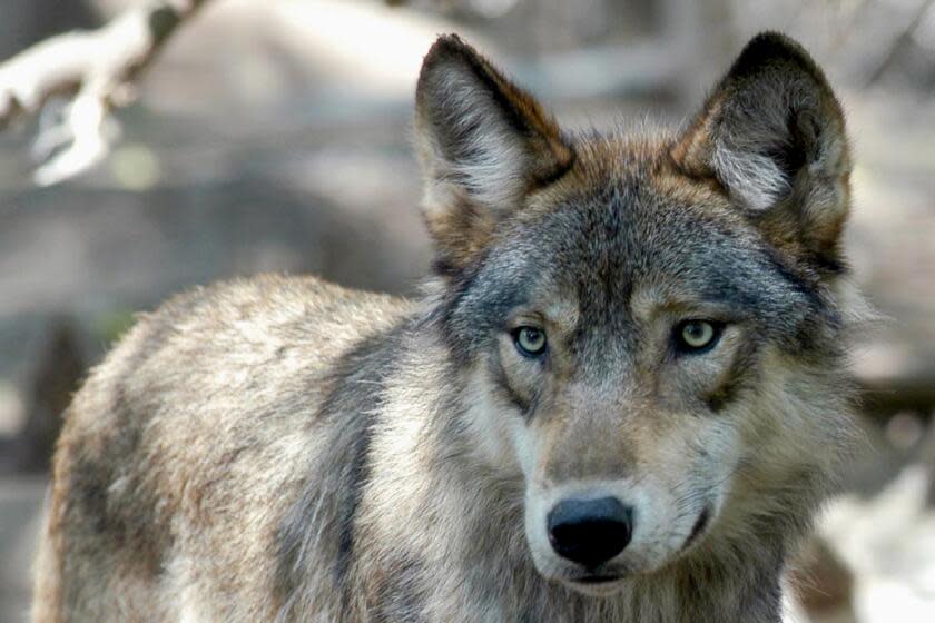 FILE - This July 16, 2004, file photo, shows a gray wolf at the Wildlife Science Center in Forest Lake, Minn. Wildlife activists want Colorado voters to decide whether the endangered gray wolf should be reintroduced decades after it disappeared from the state. Backers of a voter initiative delivered thousands of signatures on Tuesday, Dec. 10, 2019, in hopes of getting the proposal on the 2020 ballot. (AP Photo/Dawn Villella, File)