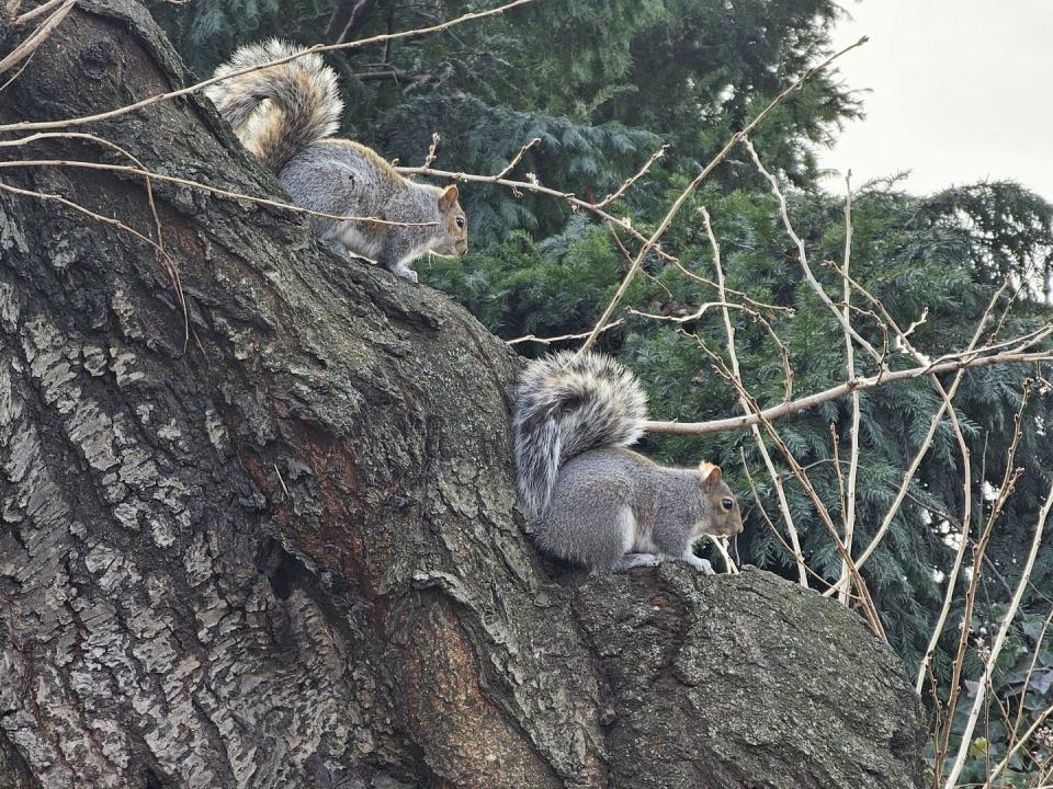 Écureuils Dans Un Arbre Dans Central Park