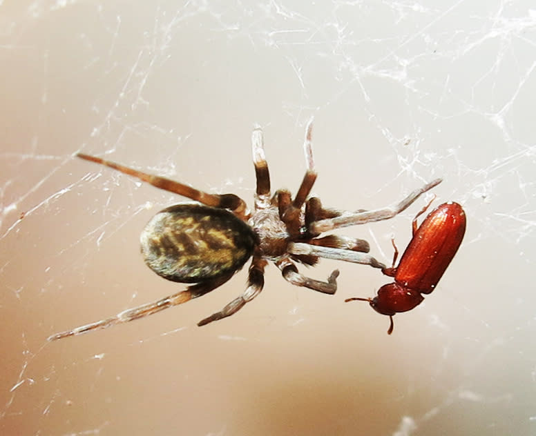 Pritha garfieldi spider close-up