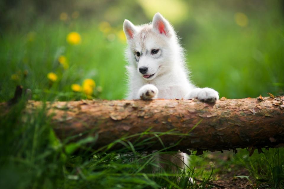 Siberian Husky puppy in woods