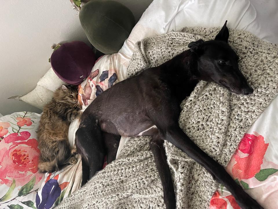 Black greyhound Ember is missing in Babcock Ranch.