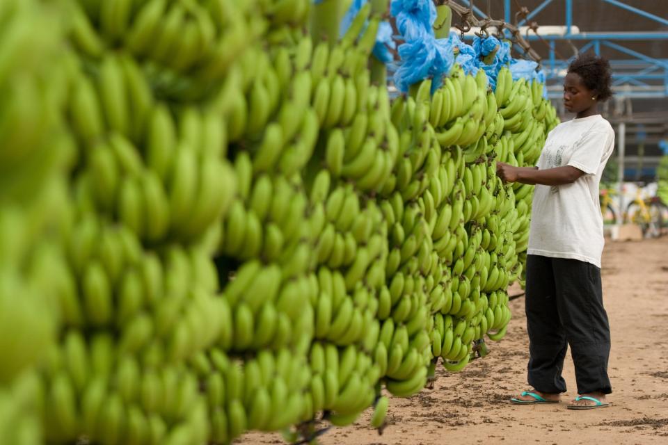 <p>A worker removing dried flowers from bunches of bananas on a plantation in Ghana, West Africa</p> (Alamy)