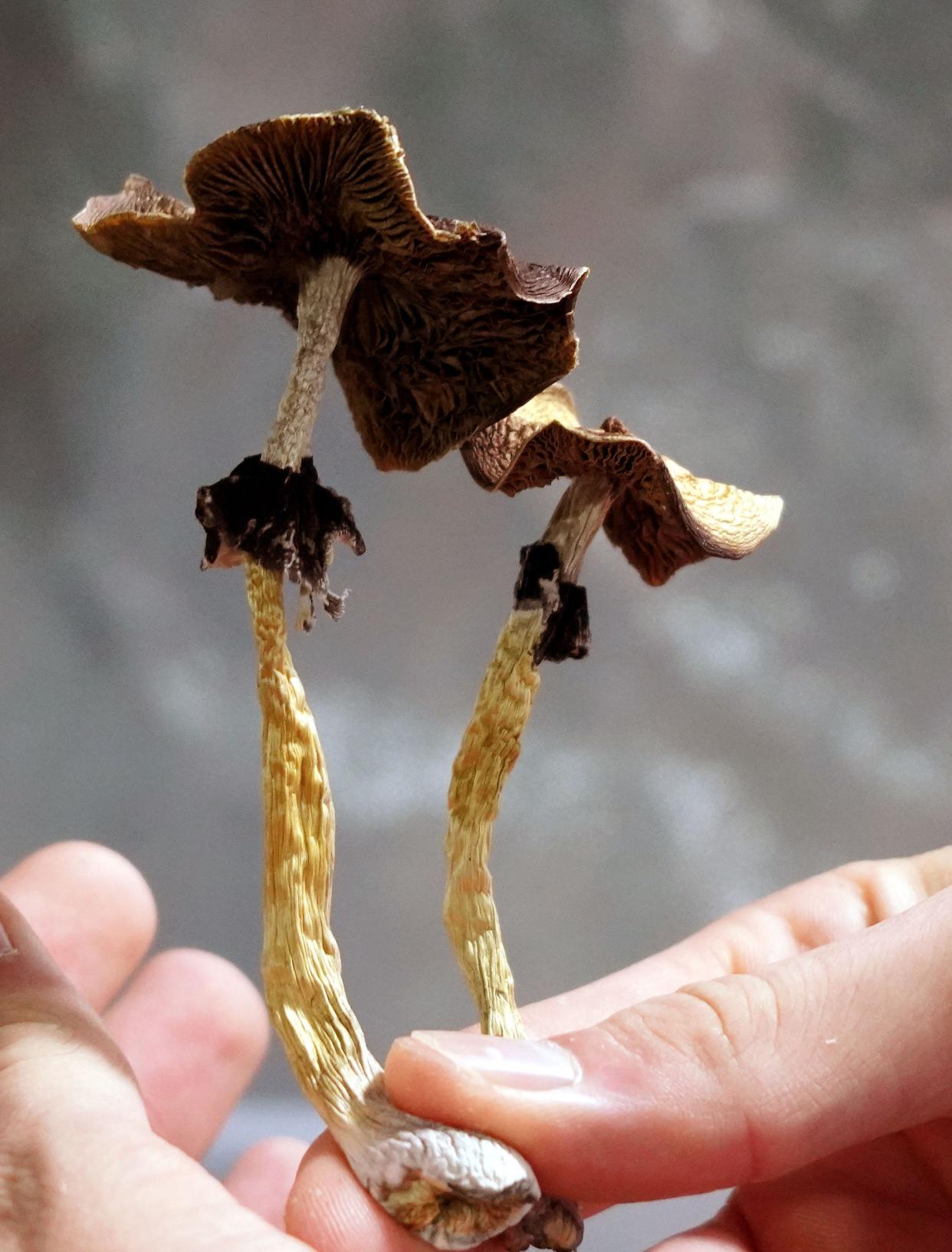 Psilocybin mushrooms -- "magic mushrooms" --displayed by a grower in Denver. Once grown, the psychedelic mushrooms are dried and then either eaten raw or steeped into tea. Denver voters in May decriminalized the personal possession of the fungi, although police retain the right to arrest people for selling or distributing them in large quantities.