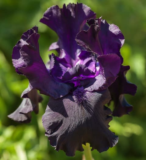 Iris 'black tie affair' - Credit: Alamy