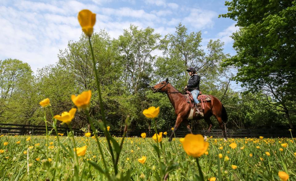 Anne Steinbock rides War Office, a retired broodmare at Chorleywood. The 25-acre Chorleywood Farm is home to the nonprofit Thoroughbred transition program Second Stride, which provides rehabilitation, retraining and committed adoptive homes to retired racehorses, broodmares and young Thoroughbreds not suited to the track. Chorleywood Farm generally houses 16 transitioning Thoroughbreds at any one time, and may serve 80 horses over a year.